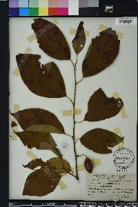 Halesia carolina image