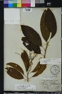Oxydendrum arboreum image