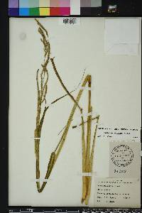 Paspalum urvillei image