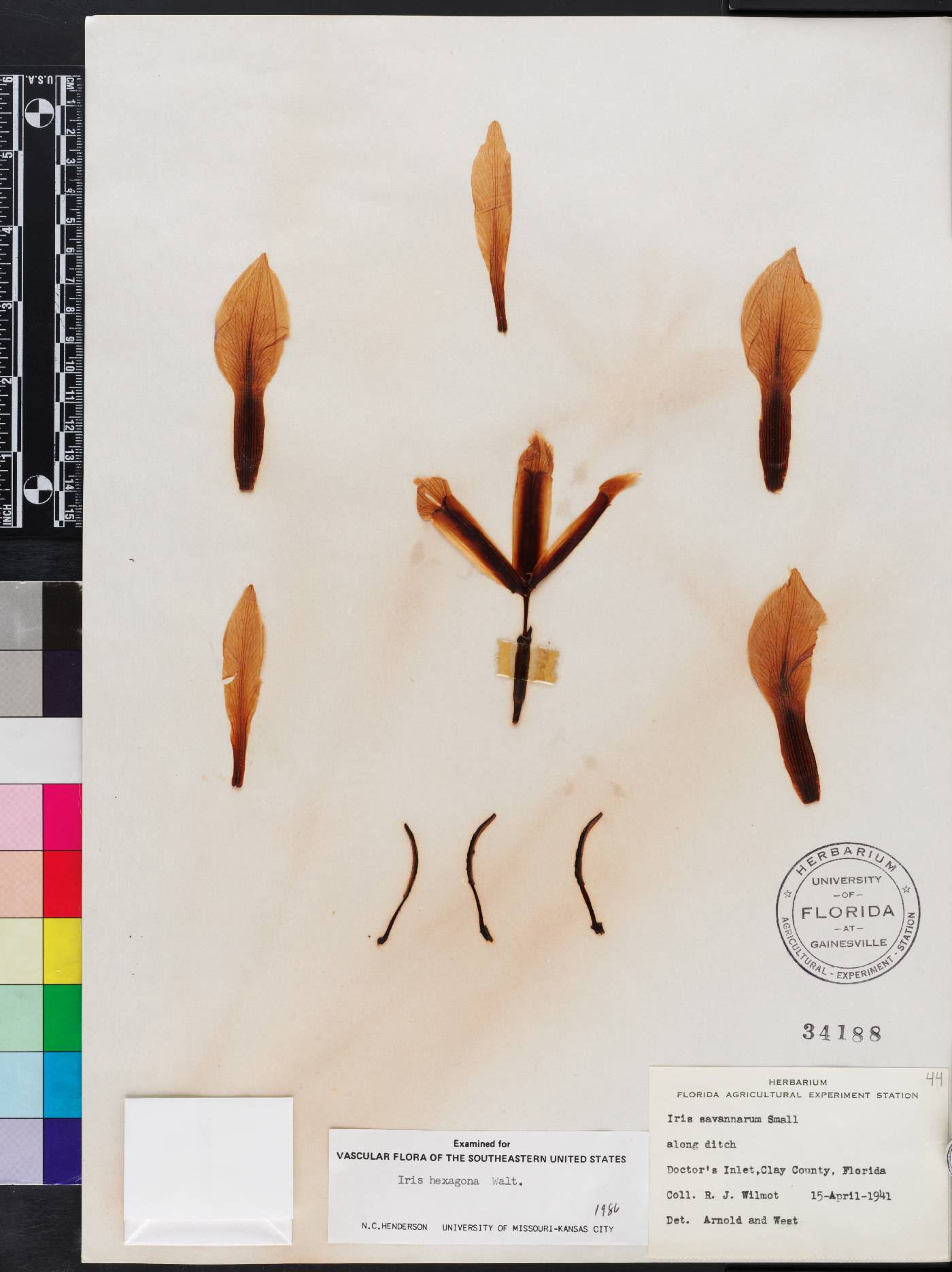 Iris hexagona image