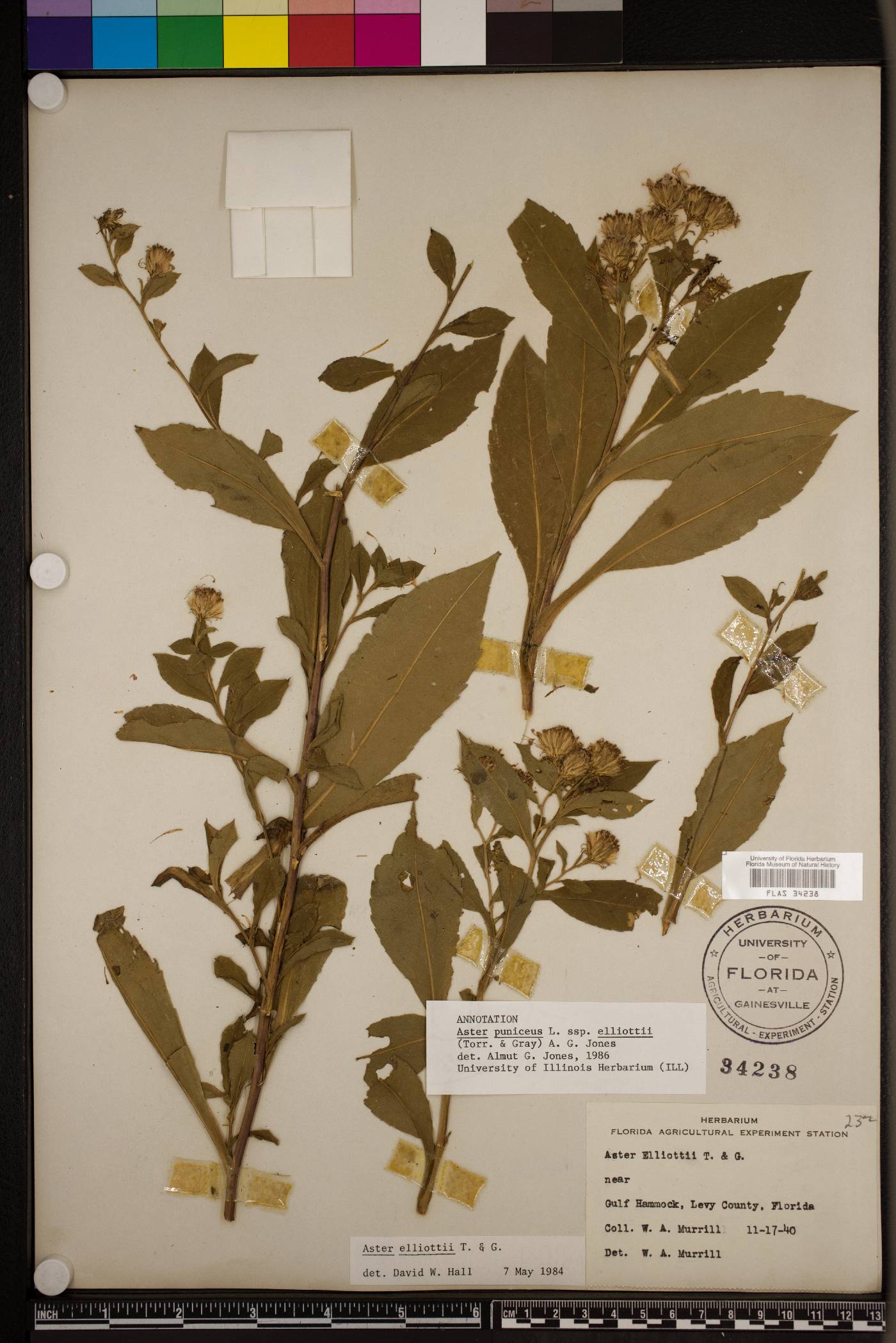 Symphyotrichum elliottii image