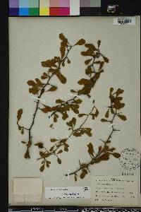 Crataegus michauxii image