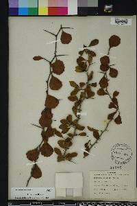 Crataegus michauxii image