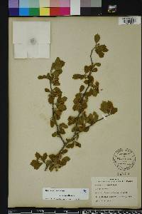 Crataegus michauxii image
