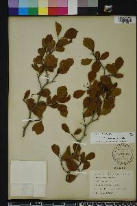 Crataegus michauxii image