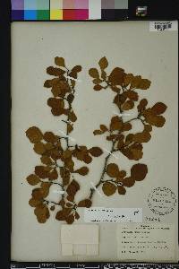 Crataegus michauxii image