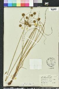 Cyperus filiculmis image