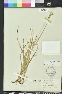 Carex dasycarpa image