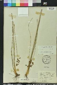 Fimbristylis puberula image