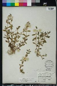 Gratiola virginiana image