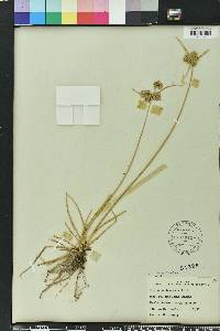 Cyperus surinamensis image