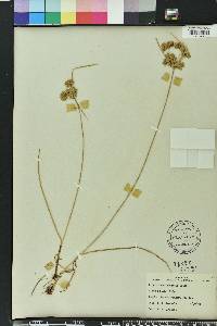 Cyperus surinamensis image