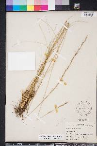 Aristida stricta image