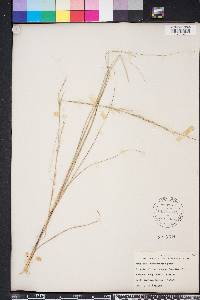 Aristida purpurascens image