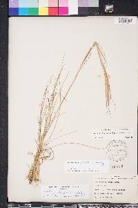 Andropogon gyrans image