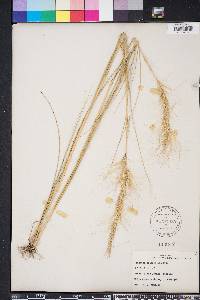 Aristida spiciformis image