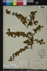 Crataegus michauxii image