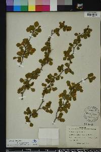Crataegus michauxii image