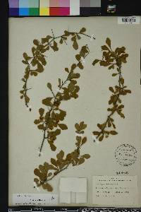 Crataegus michauxii image