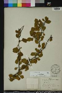 Crataegus michauxii image