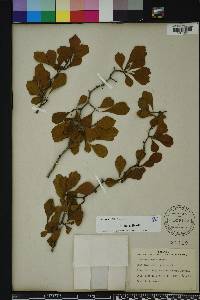Crataegus michauxii image