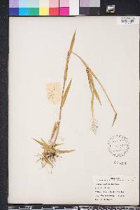 Dichanthelium erectifolium image