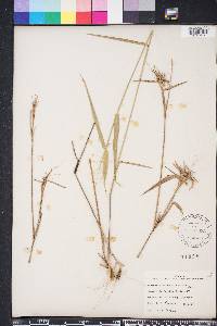 Panicum commutatum image