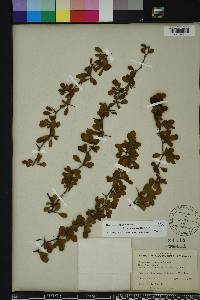 Crataegus michauxii image