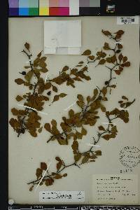 Crataegus michauxii image