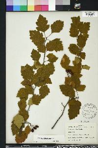 Crataegus pulcherrima image