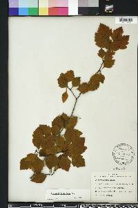 Crataegus pulcherrima image