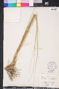 Muhlenbergia capillaris image