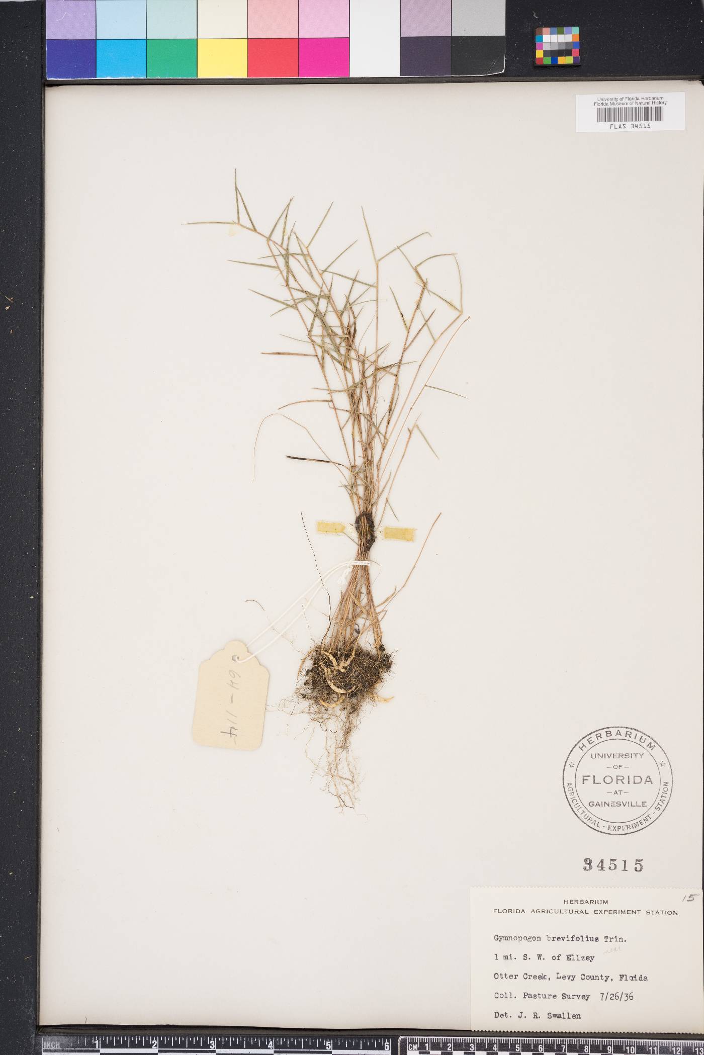 Gymnopogon brevifolius image