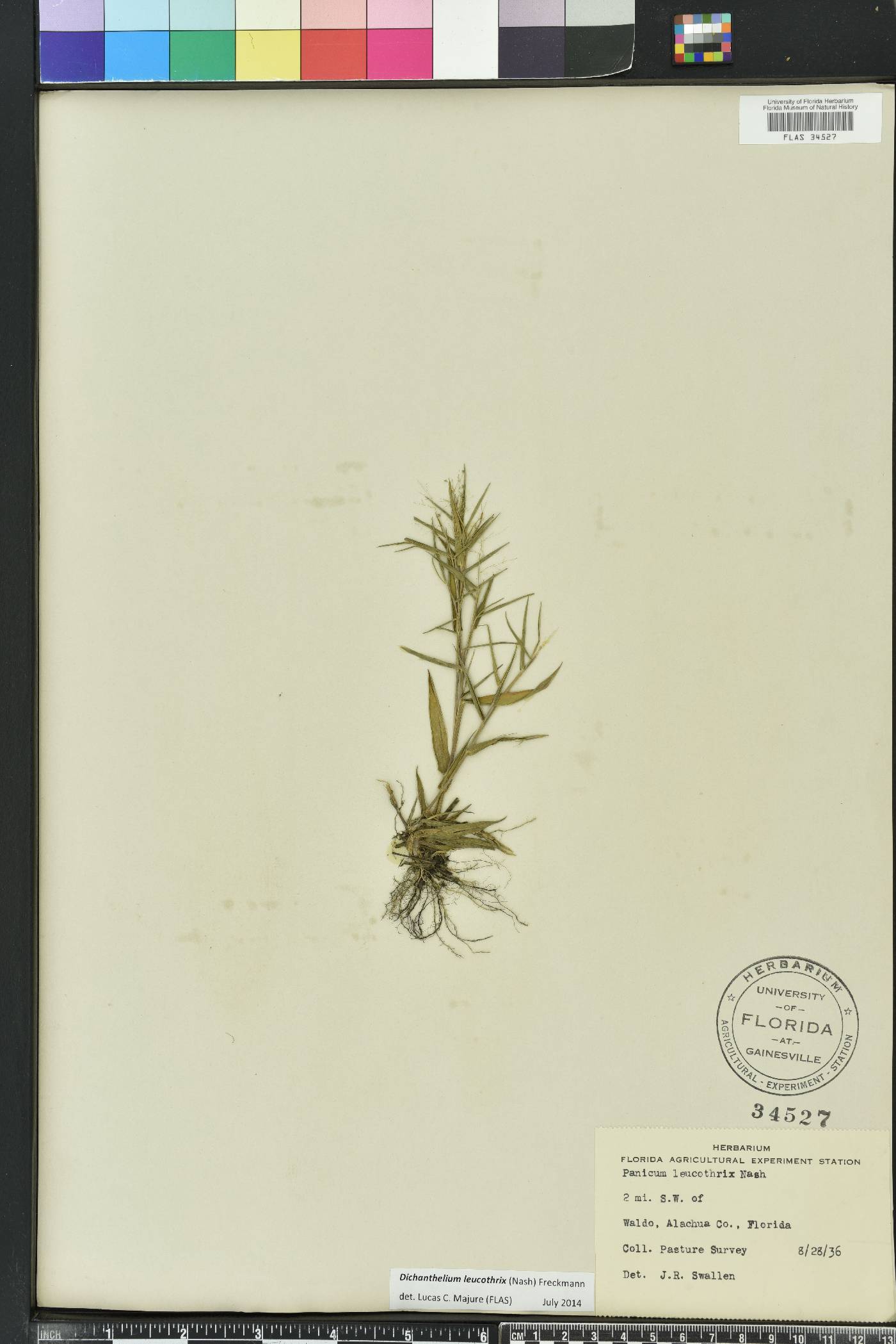 Dichanthelium acuminatum subsp. longiligulatum image