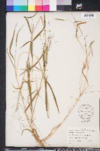 Kellochloa verrucosa image