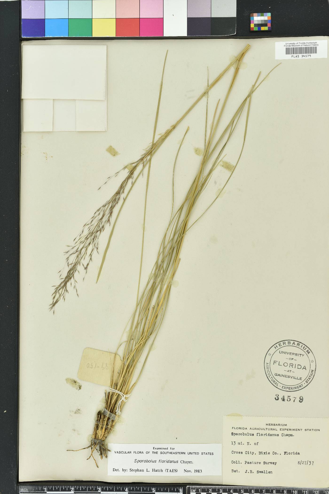 Sporobolus floridanus image