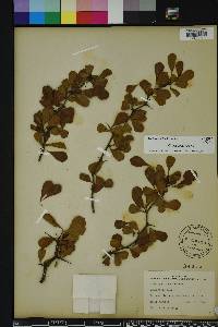 Crataegus michauxii image