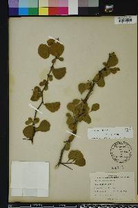 Crataegus michauxii image