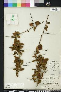Crataegus uniflora image