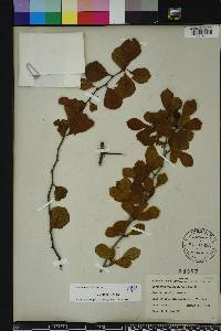 Crataegus michauxii image