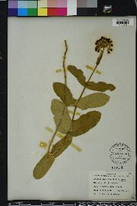 Asclepias amplexicaulis image