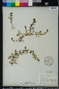 Bacopa monnieri image