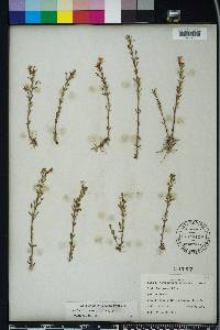 Gratiola ramosa image