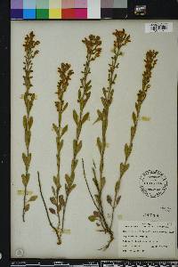 Scutellaria multiglandulosa image