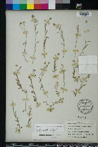 Campanula floridana image