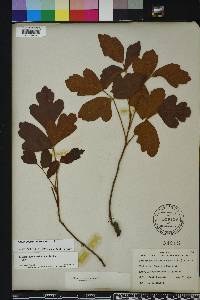 Toxicodendron pubescens image