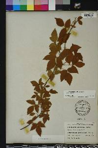 Toxicodendron radicans subsp. radicans image