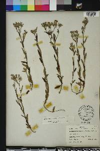 Crocanthemum corymbosum image