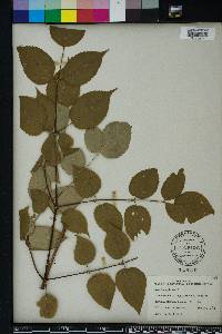 Aralia spinosa image