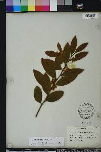 Leucothoe axillaris image